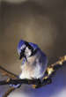 CLICK for info | Blue Jay