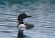 CLICK for info | Common Loon
