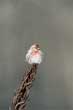CLICK for info | Common Redpoll On Stalk