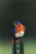 CLICK for info | Eastern Bluebird