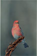 CLICK for info | Pine Grosbeak on Stalk