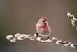 Common Redpoll