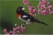 CLICK for info | Rose Breasted Grosbeak