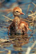 CLICK for info | Sandhill Crane Chick