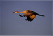 CLICK for info | Sandhill Crane in Flight