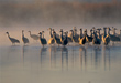 CLICK for info | Sandhill Cranes