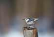 CLICK for info | White Breasted Nuthatch