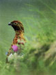 CLICK for info | Willow Ptarmigan