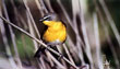 CLICK for info | Yellow Breasted Char