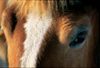 CLICK for info | Belgian Draft Horse