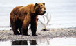 CLICK for info | Brown Bear with Antlers