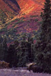 CLICK for info | Denali Bull Moose