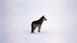 CLICK for info | First Snow Grey Wolf