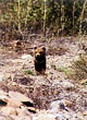 CLICK for info | Grizzly Cub