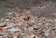 CLICK for info | Hide and Seek Bear Cubs