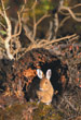 CLICK for info | Snoeshoe Hare