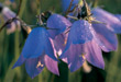 CLICK for info | Harebells