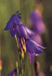 CLICK for info | Harebells Profile