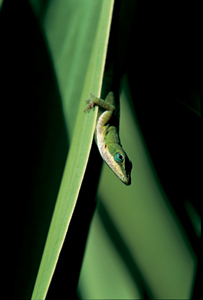 Green Anole Photograph
