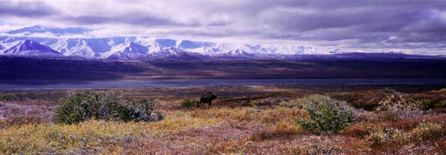 After The Storm Bull Moose