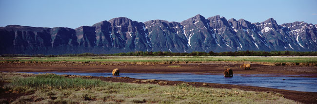 Coastal Brown Bears panorama