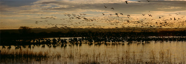 Sandhill Cranes and Snow Geese