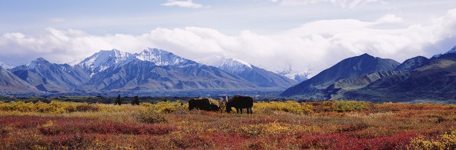 The Challenge 2 panorama