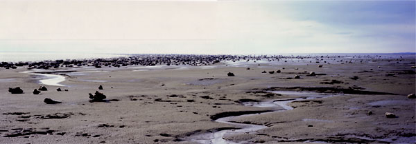Turnagain Mud Flats