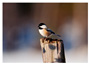 Notecard Black Capped Chickadee