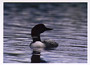 Notecard Common Loon