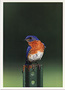 Notecard Eastern Bluebird