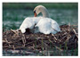 Notecard Mute Swan with Cygnet