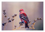 Notecard Pine Grosbeak Horizontal
