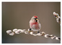 Notecard Redpoll