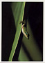 Notecard Green Anole