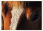 Notecard Belgian Draft Horse