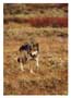Notecard Fall Grey Wolf