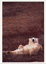 Notecard Polar Bear