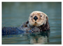 Notecard Sea Otter