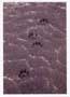 Notecard Wolf Tracks