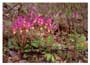 Notecard Calypso Orchids