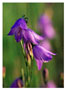 Notecard Harebells