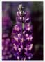 Notecard Lupine