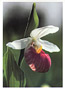 Notecard Showy Lady Slipper