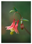 Wild Columbine
