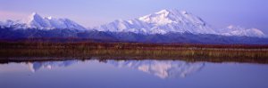 CLICK for info | Last Light Denali Moose panorama